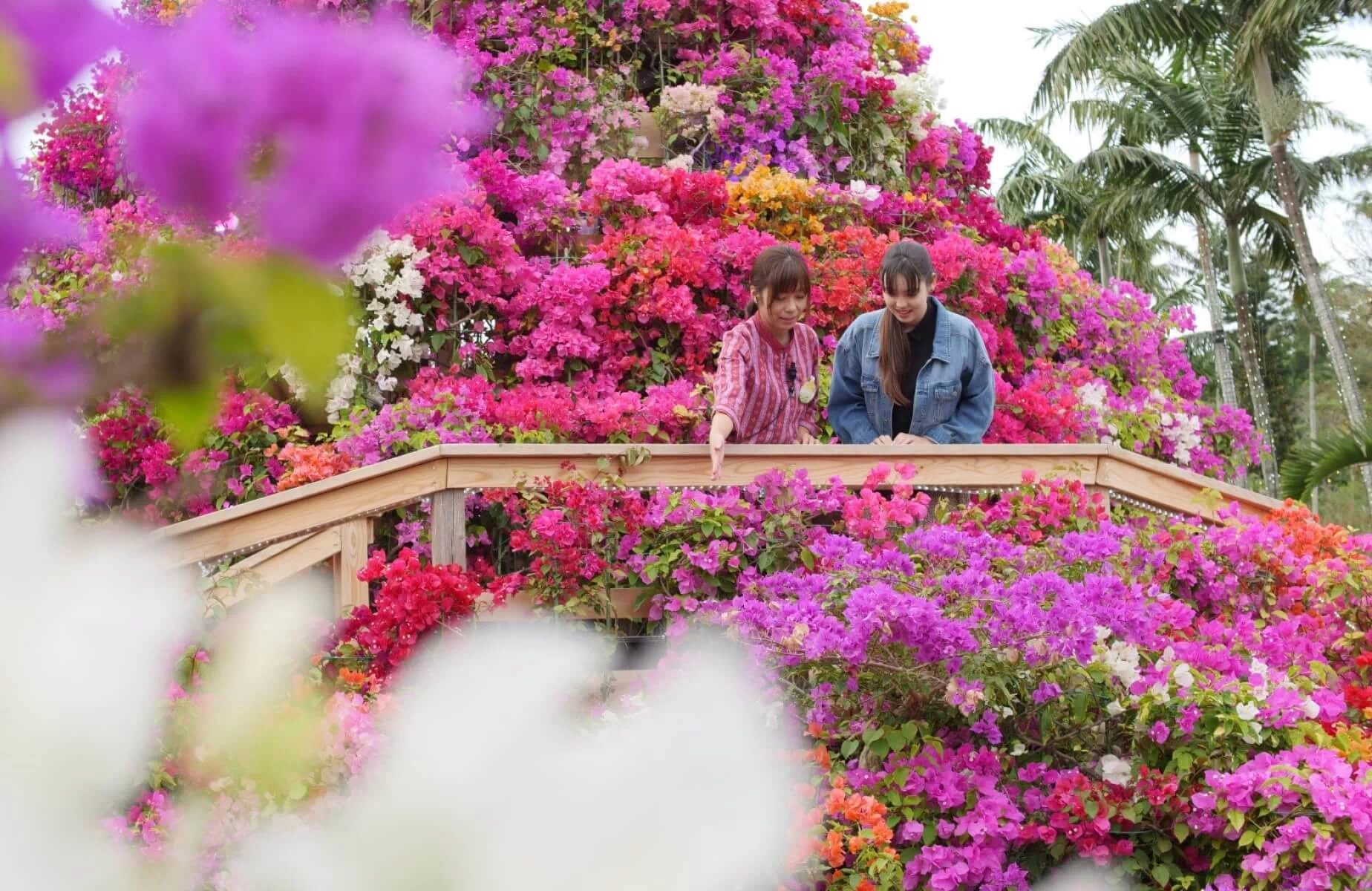 okinawa bougainvillea fair