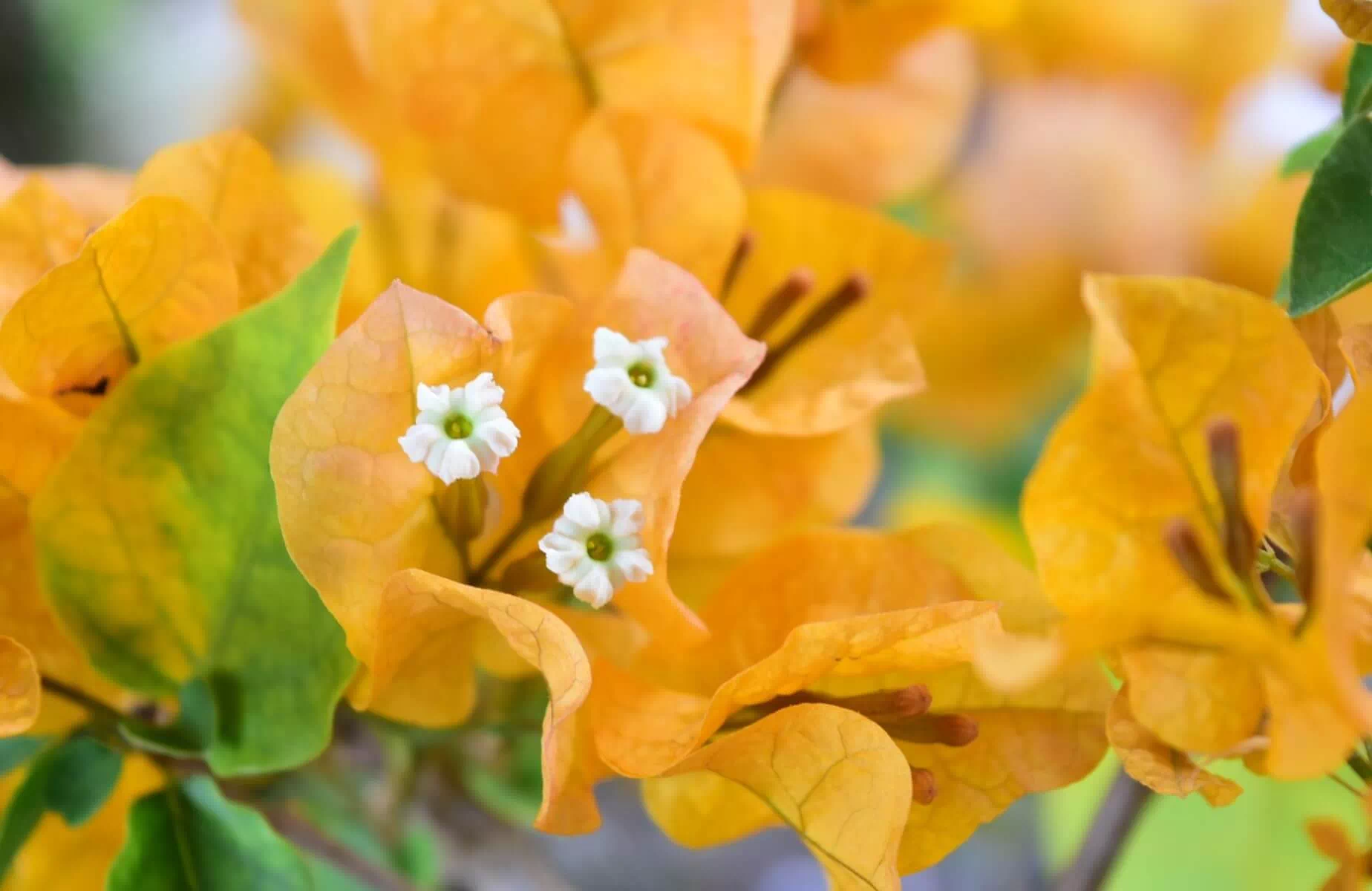 okinawa bougainvillea fair