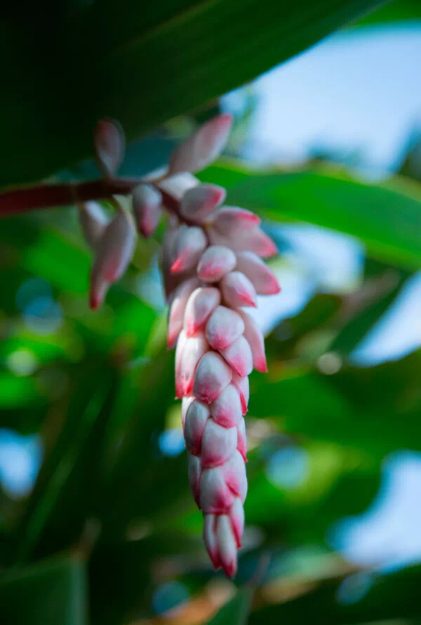 shell ginger flowers