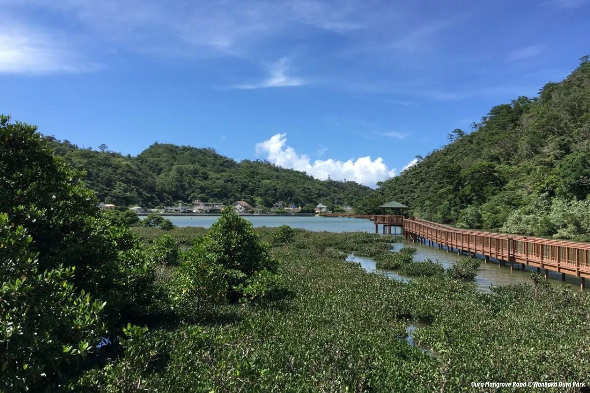 oura mangrove road