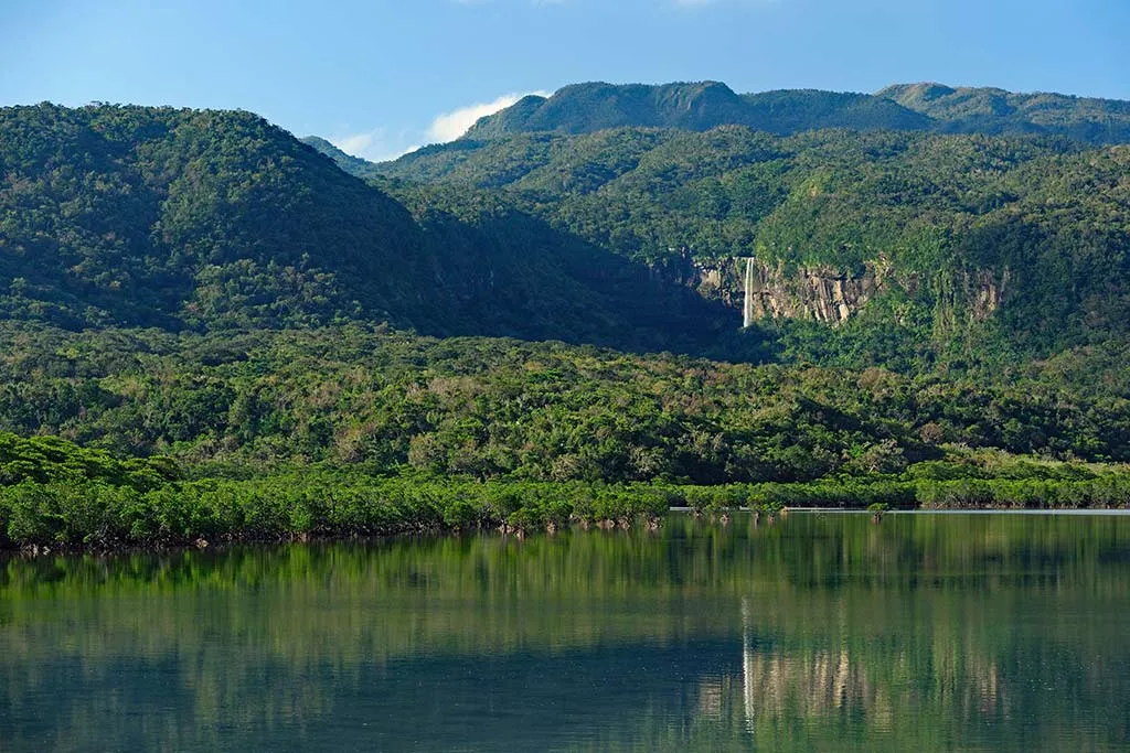 iriomote island forest river