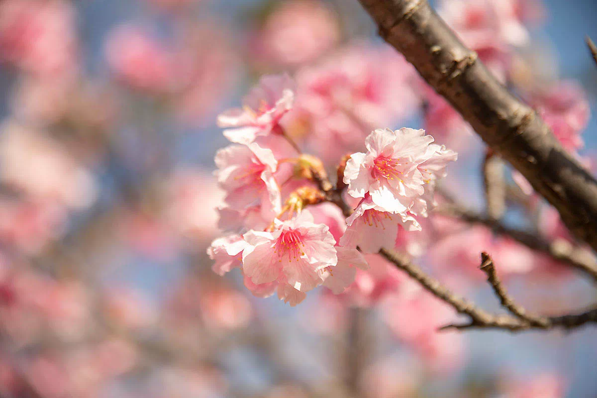 cherry blossom close up