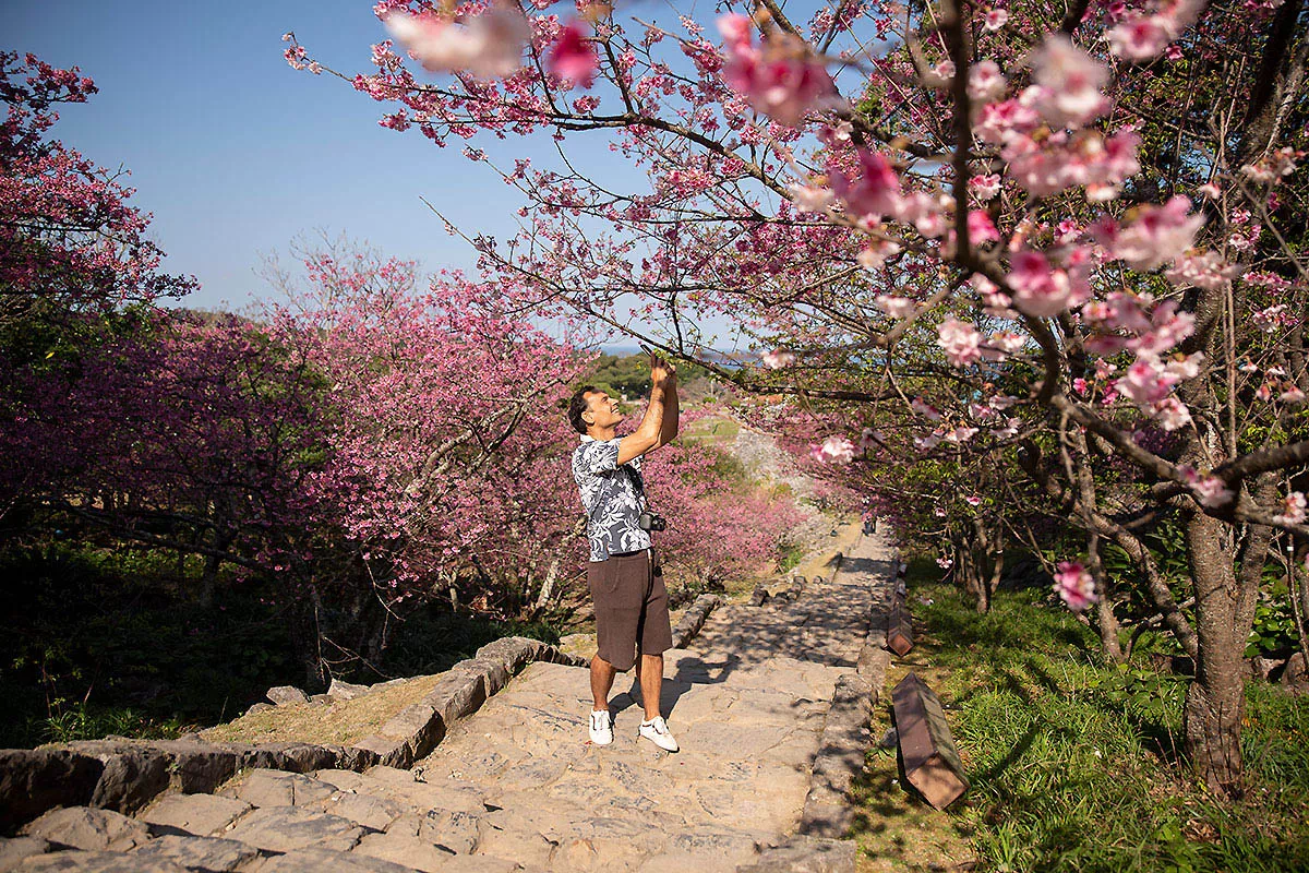 nakijin cherry blossom photo