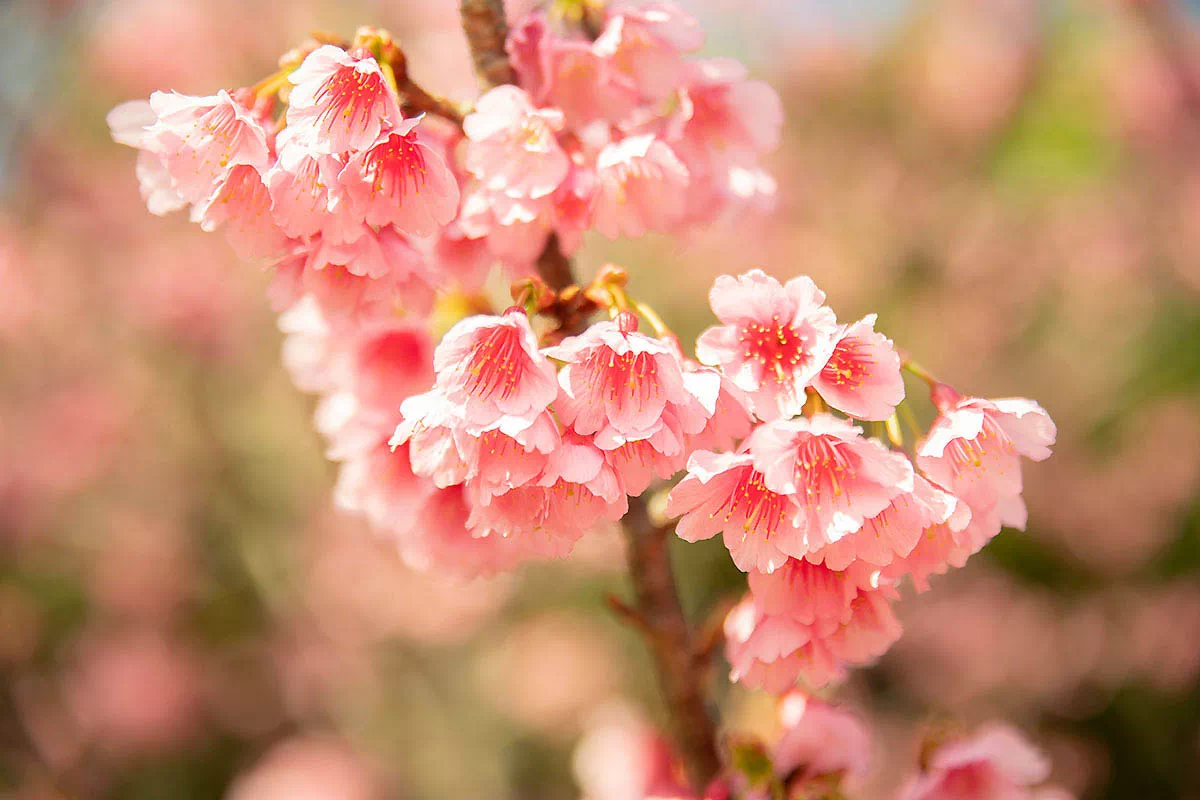 cherry blossoms