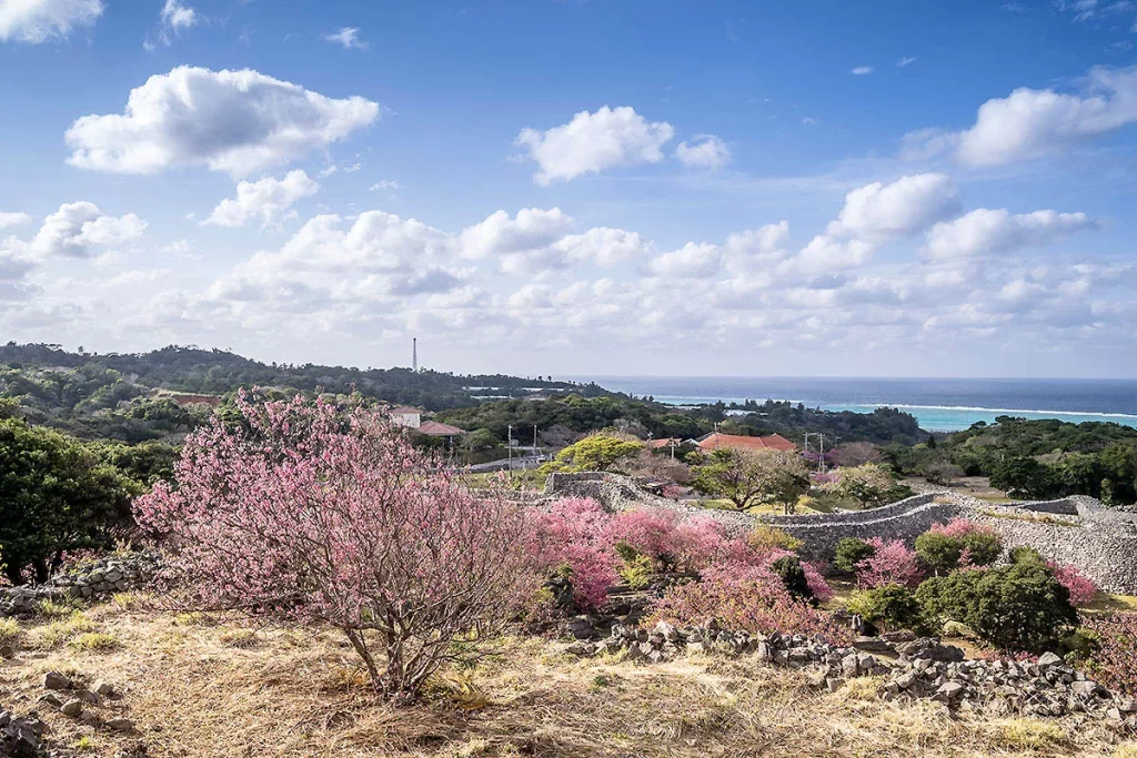 okinawa cherry blossoms
