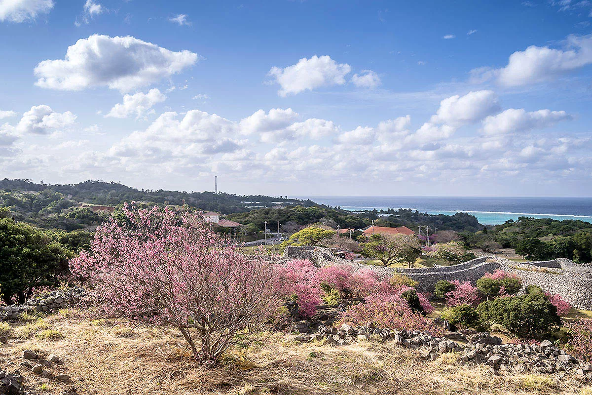 okinawa cherry blossoms