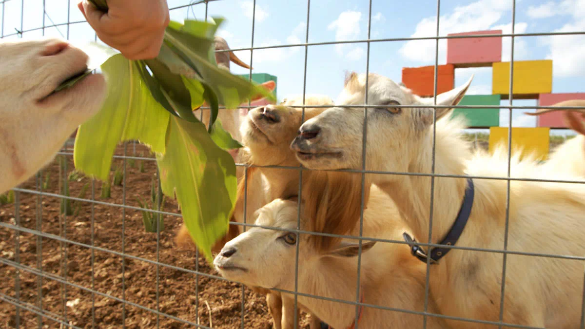 miyako island goats
