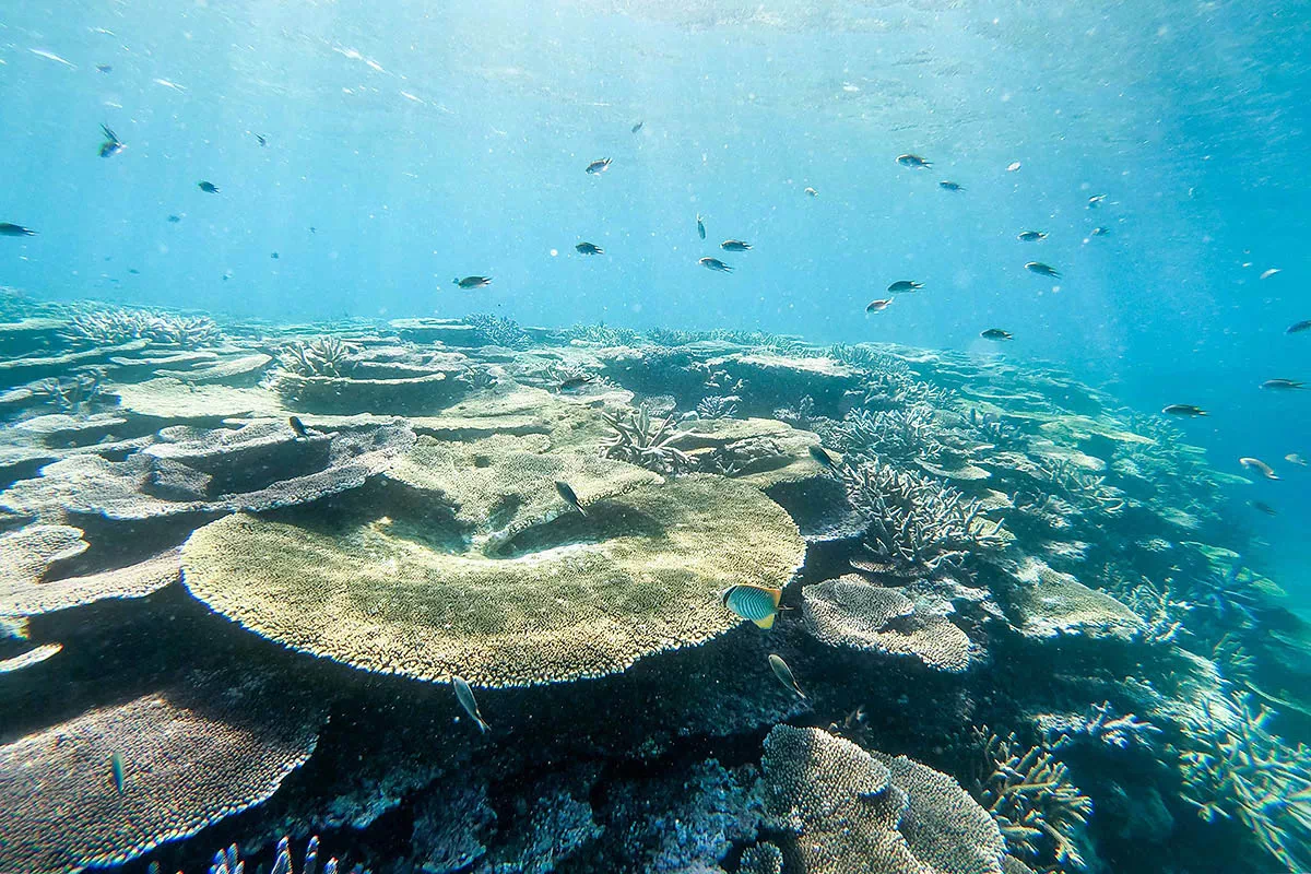 tropical fish coral reef