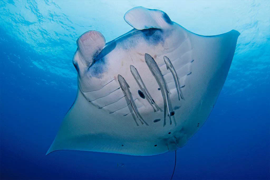 manta ray okinawa