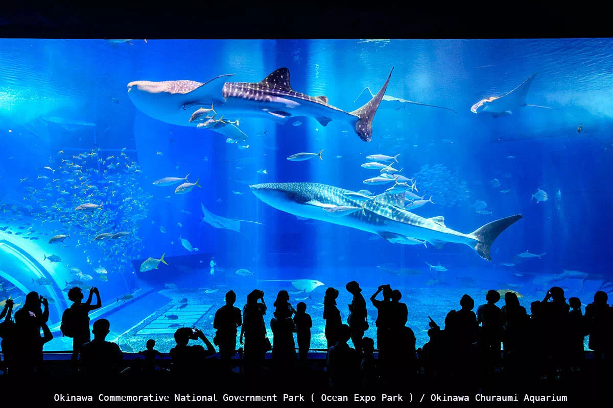 okinawa churaumi aquarium