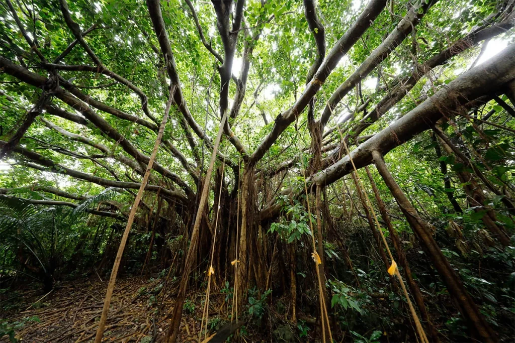 southern okinawa tree