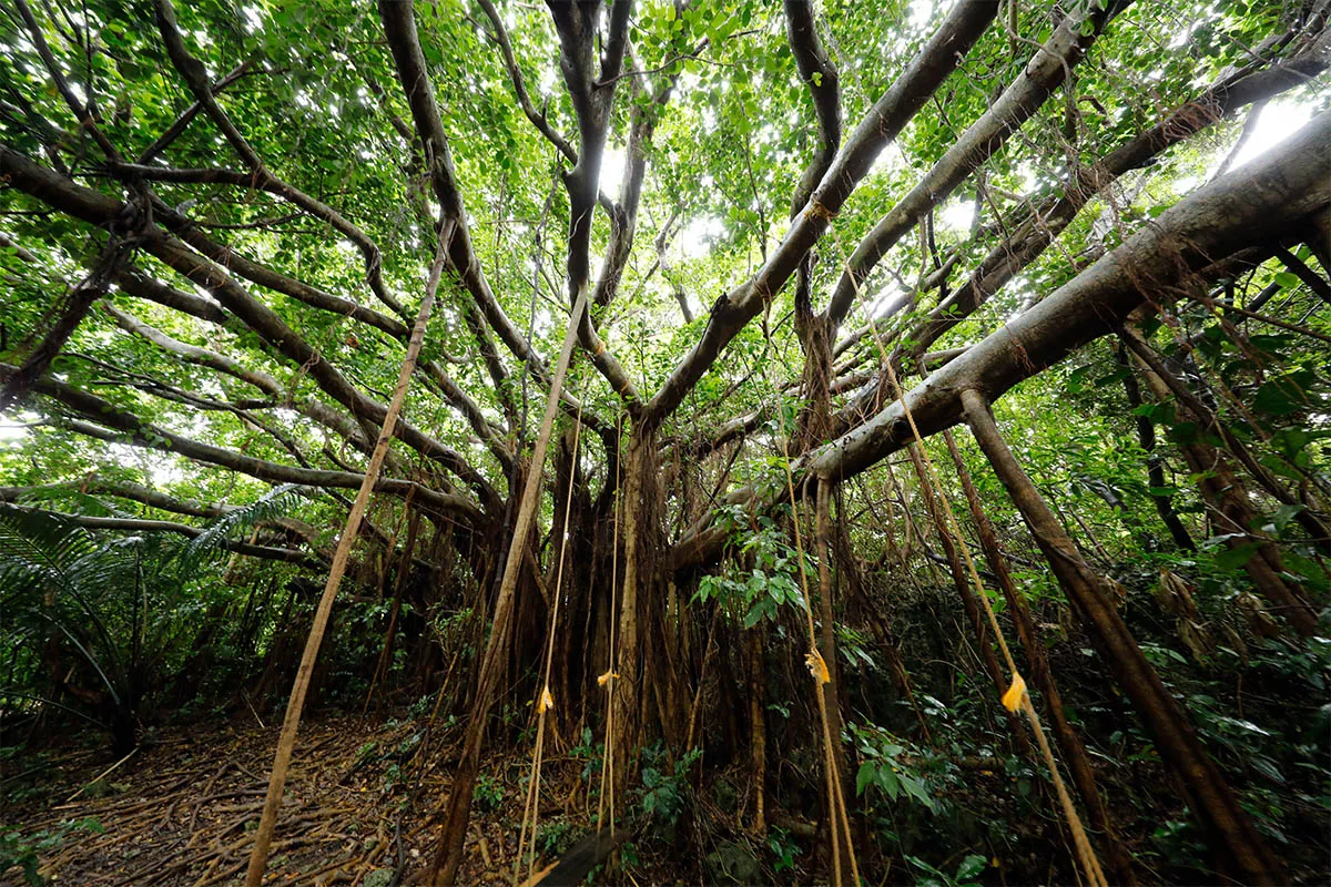southern okinawa tree