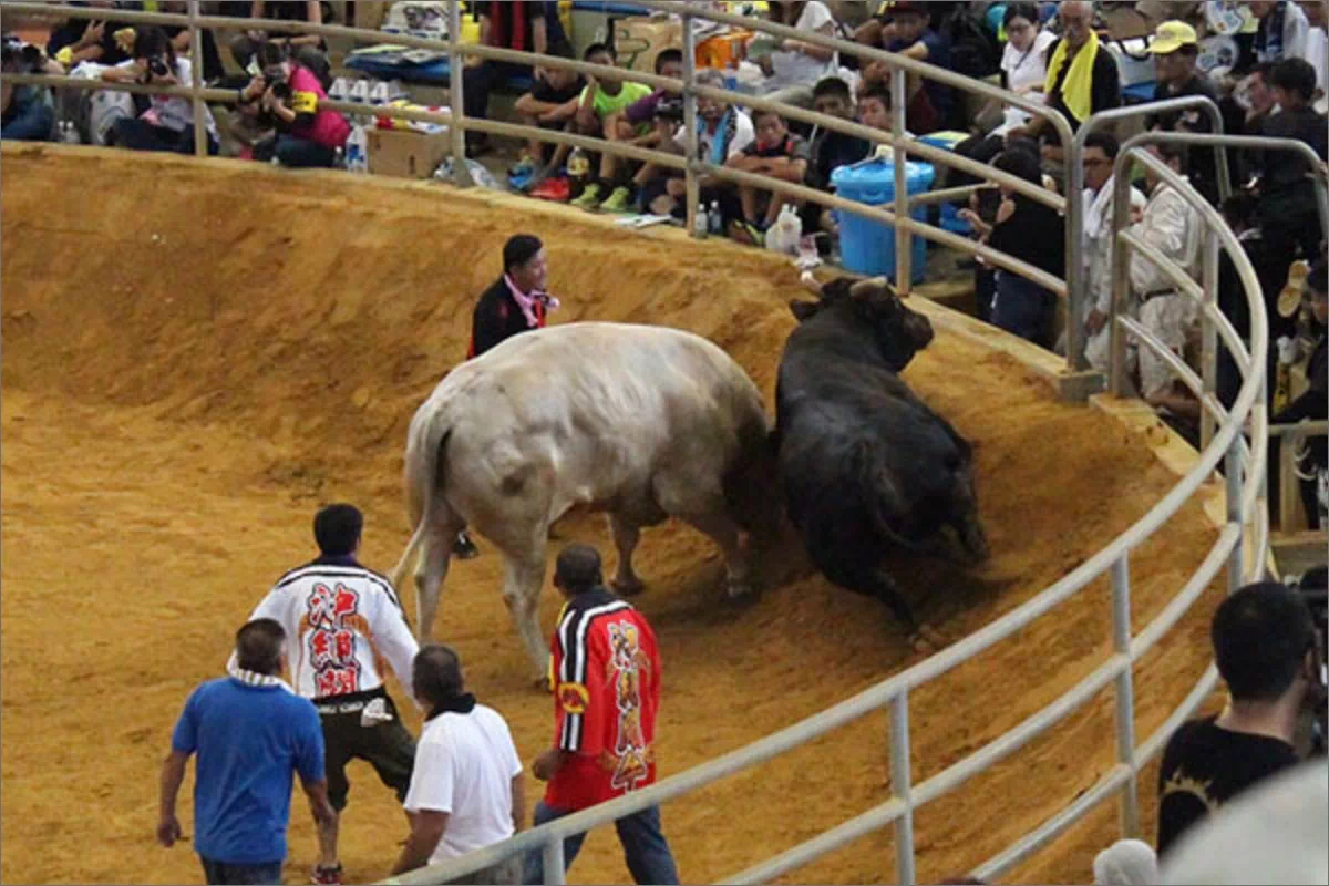 bull haratori technique