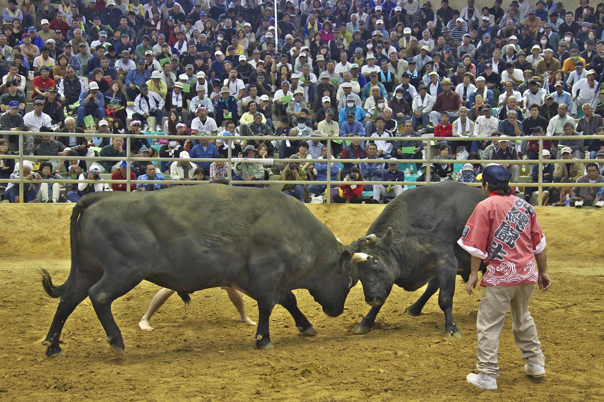 okinawan bullfighting ushiorase