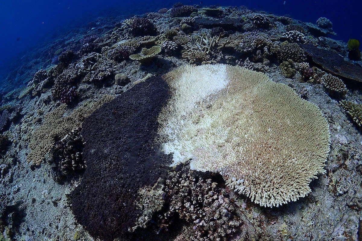 damaged corals