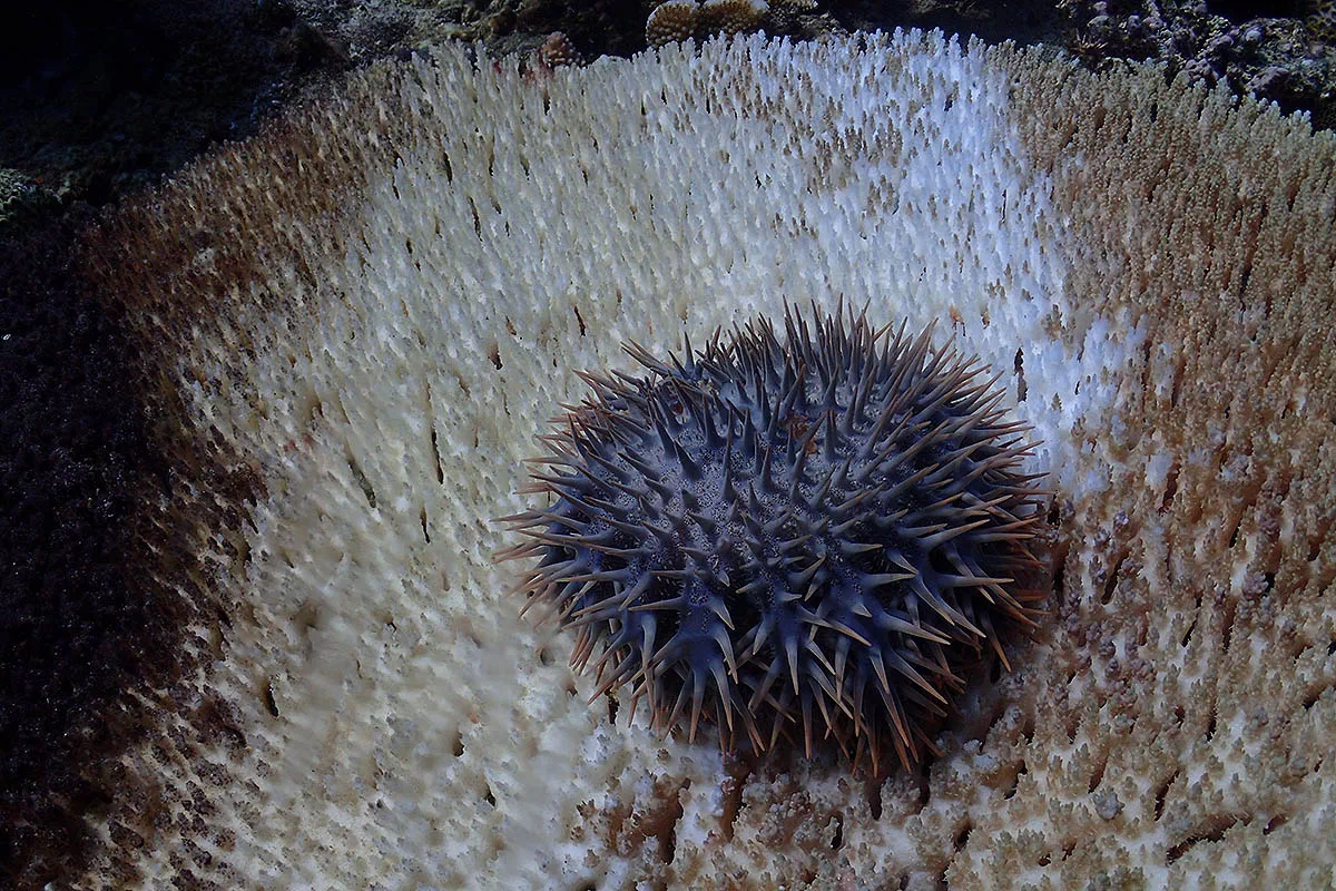 damaged corals