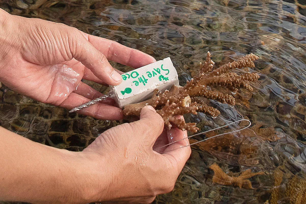 checking health of coral