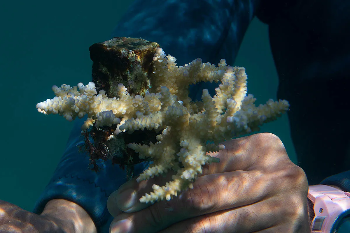 checking health of coral