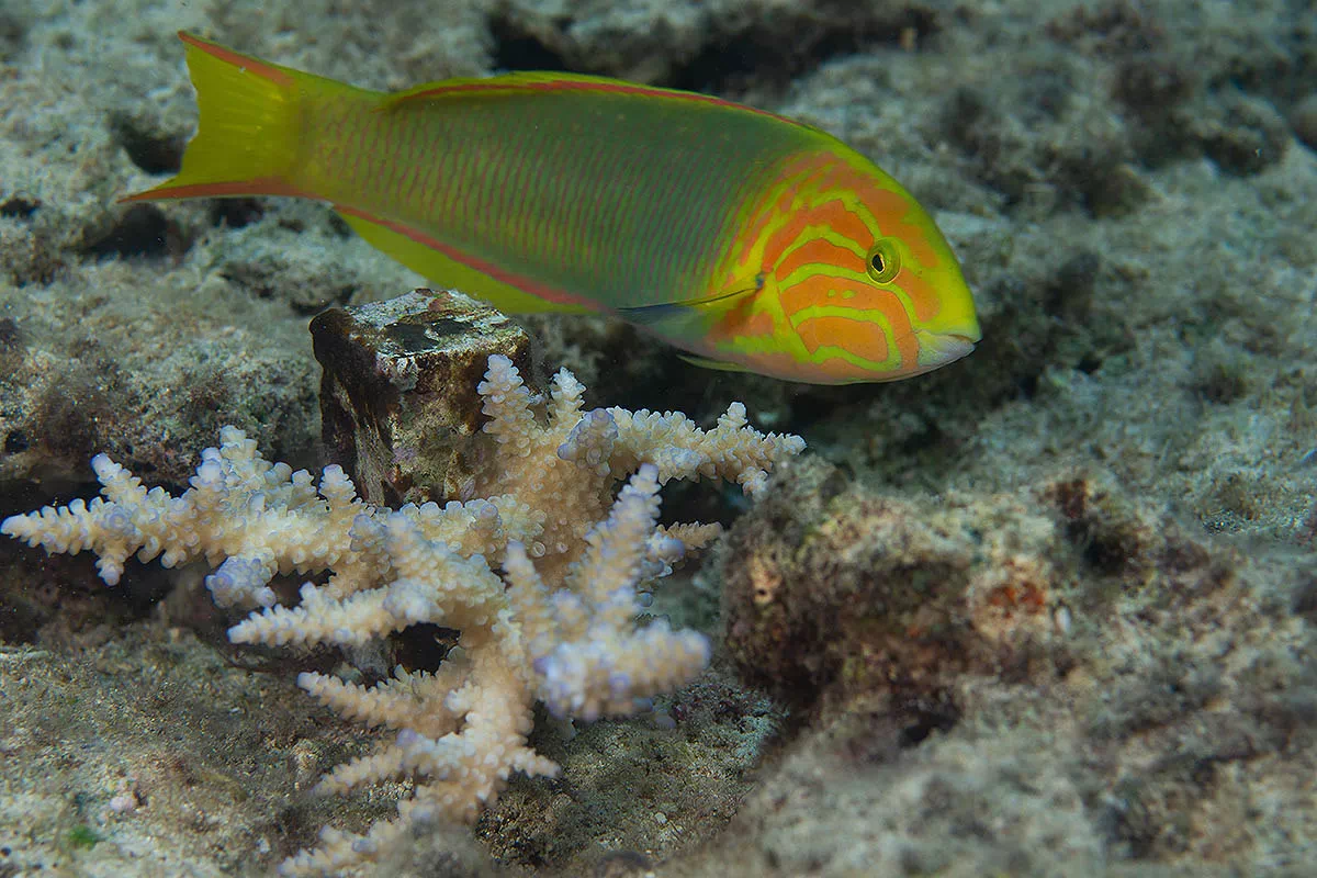 coral in reef
