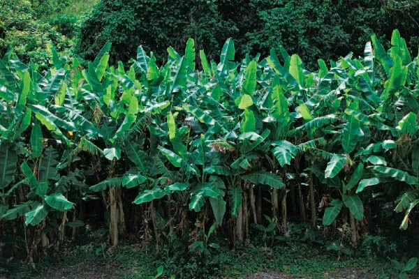 banana fields