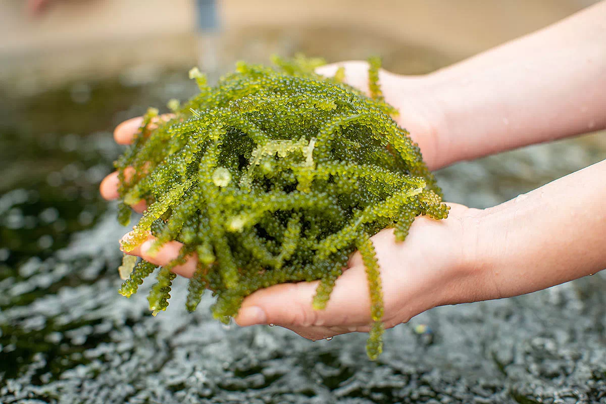 umibudo seaweed kume island