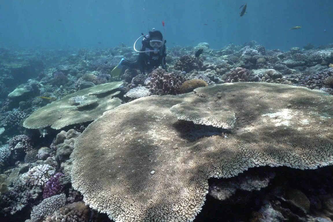 okinawa coral reef