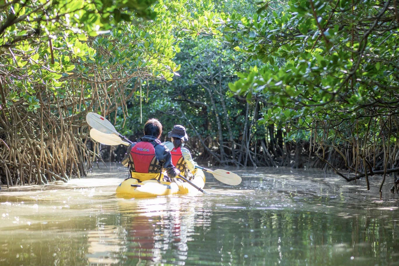 yanbaru mangrove forest