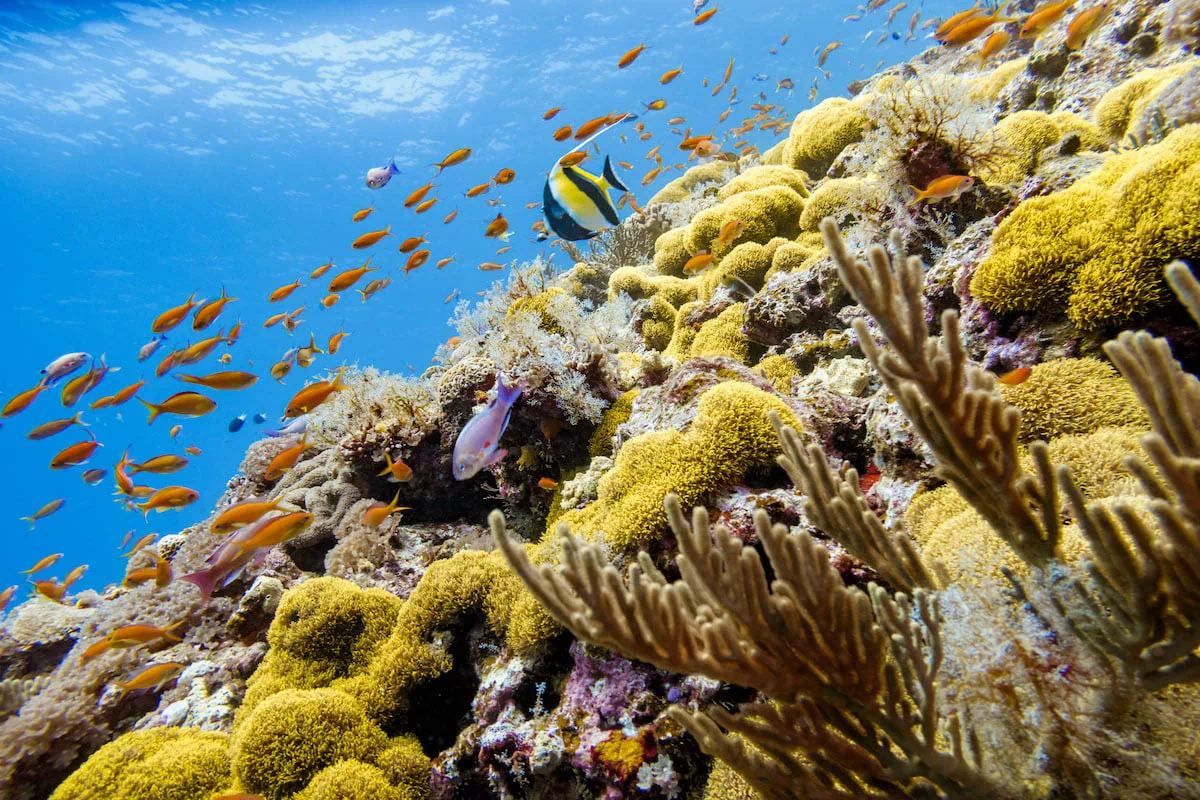 coral reef okinawa
