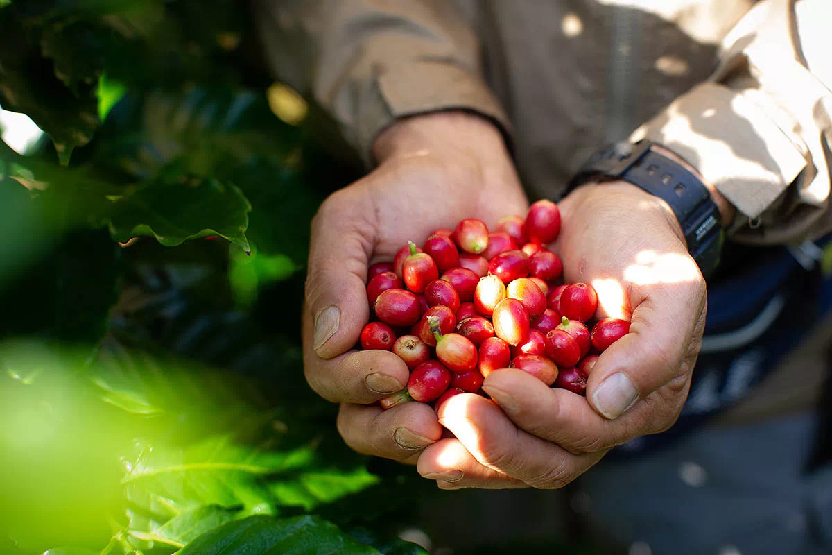 harvested coffee beans