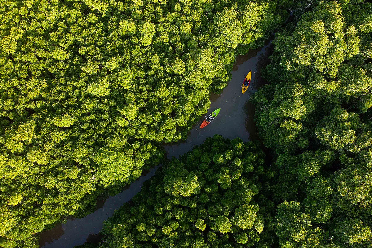 yanbaru lush wilderness