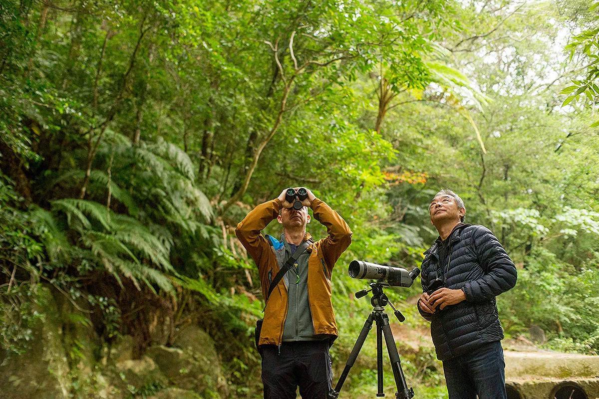 yanbaru bird watching
