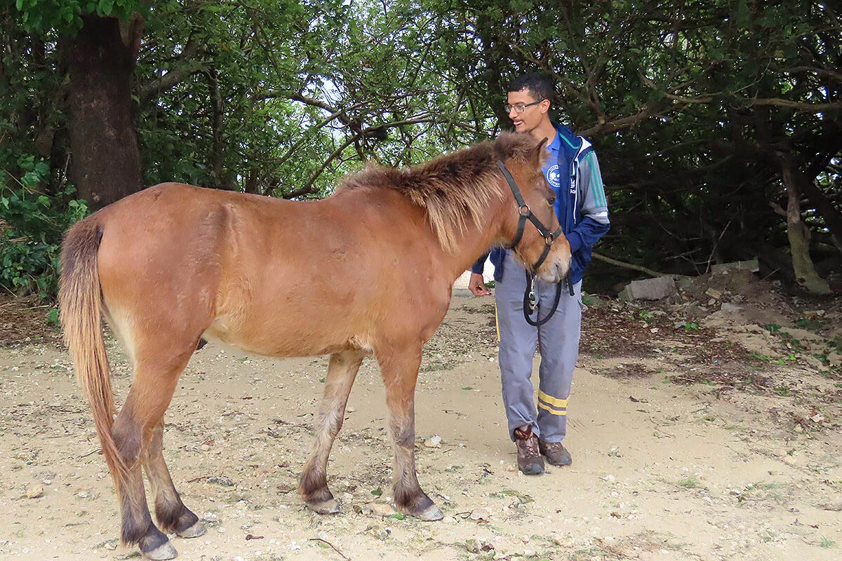 yonaguni pony