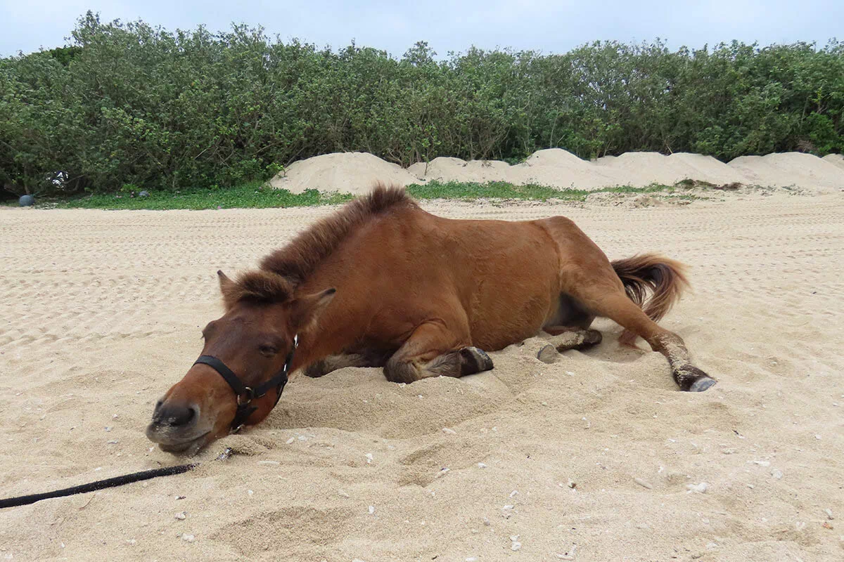 yonaguni pony