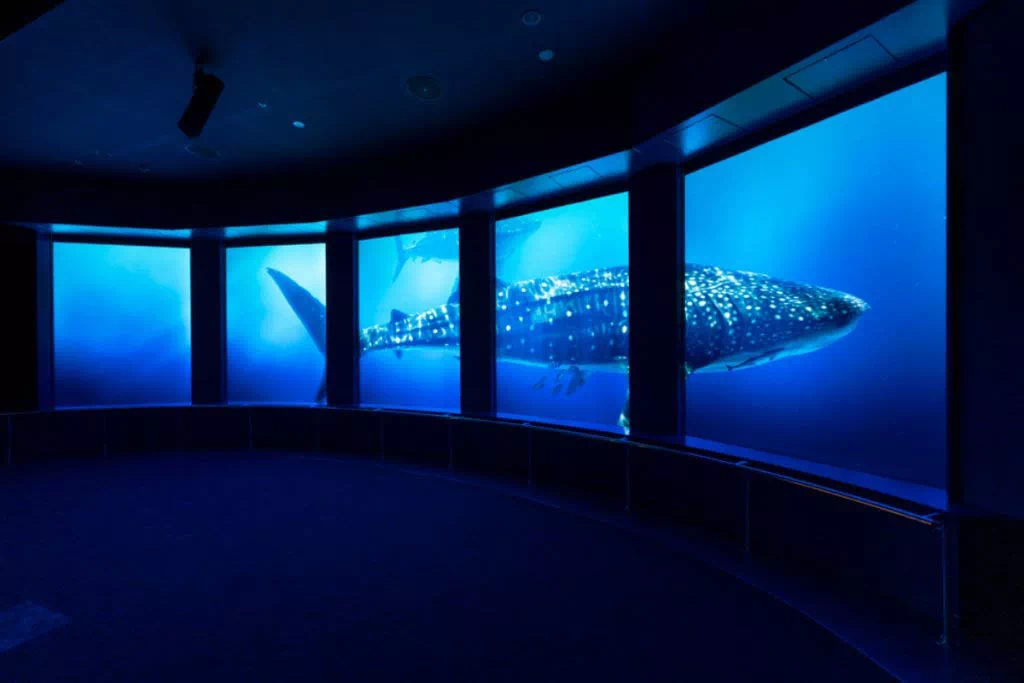 dmm kariyushi aquarium