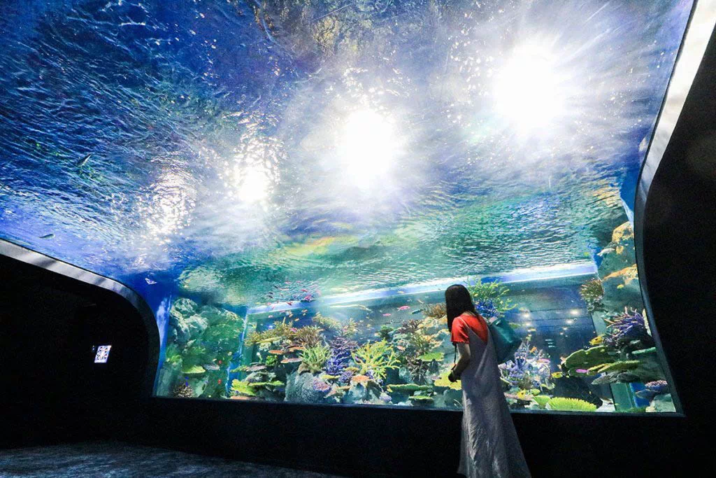 dmm kariyushi aquarium