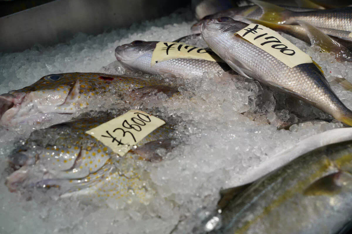 urumarche fish
