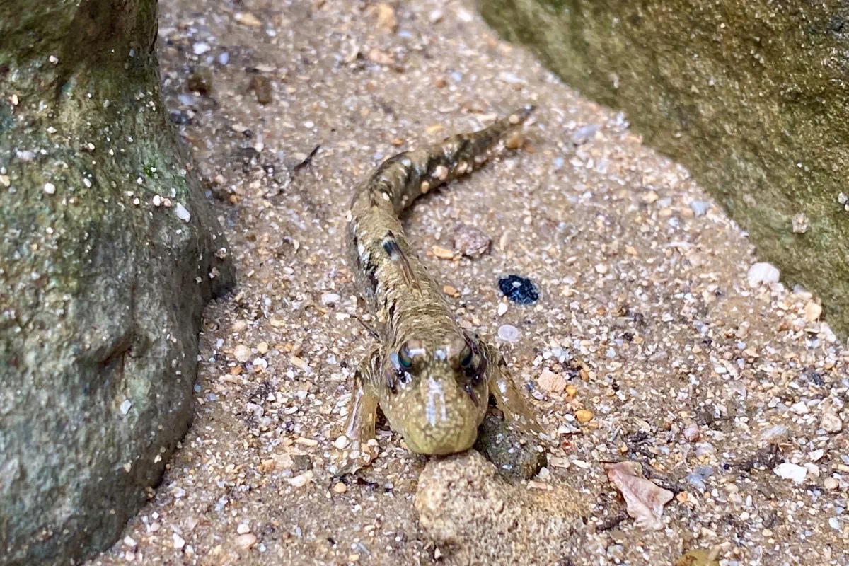 mangrove inhabitant mudskipper fish