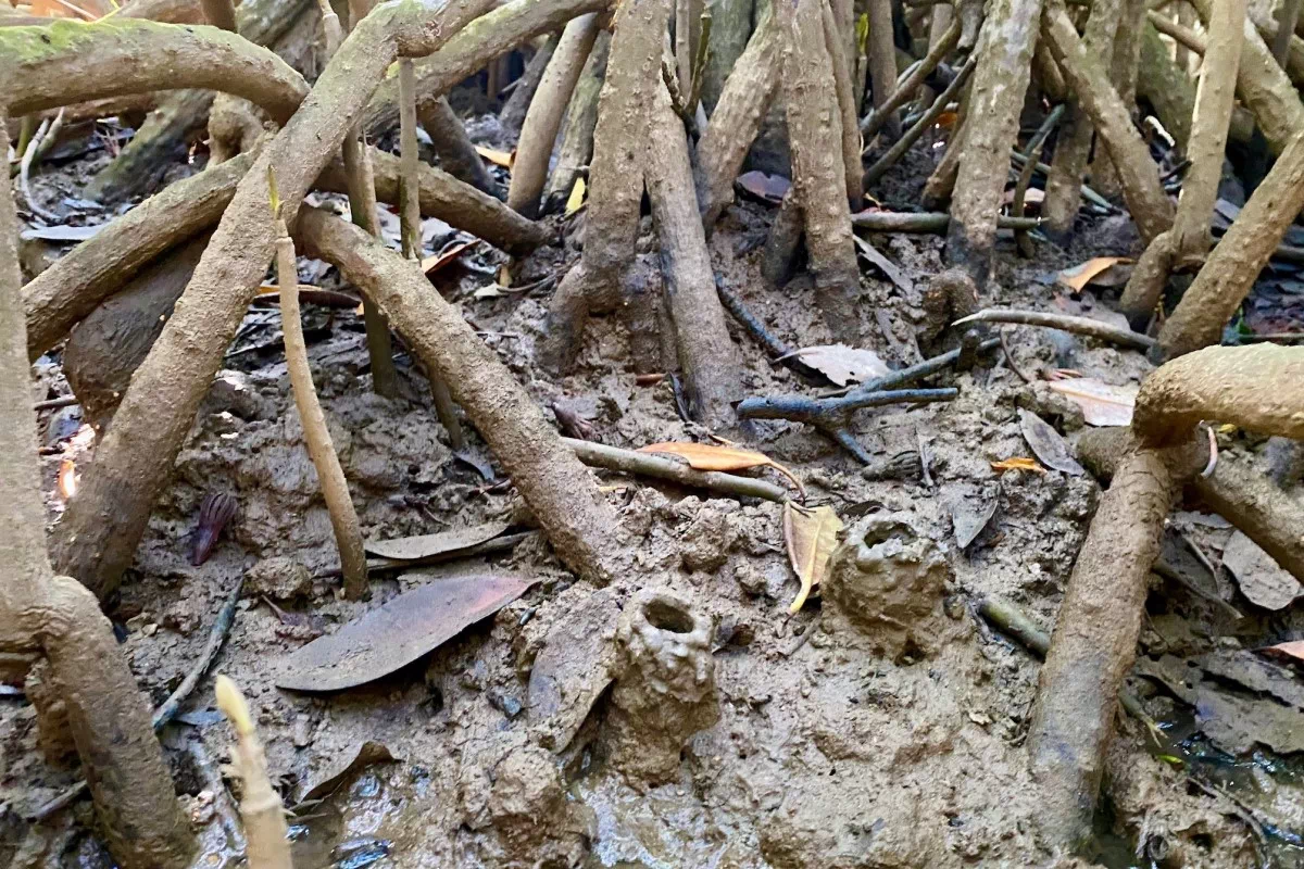 okinawa mangroves thalassina hole