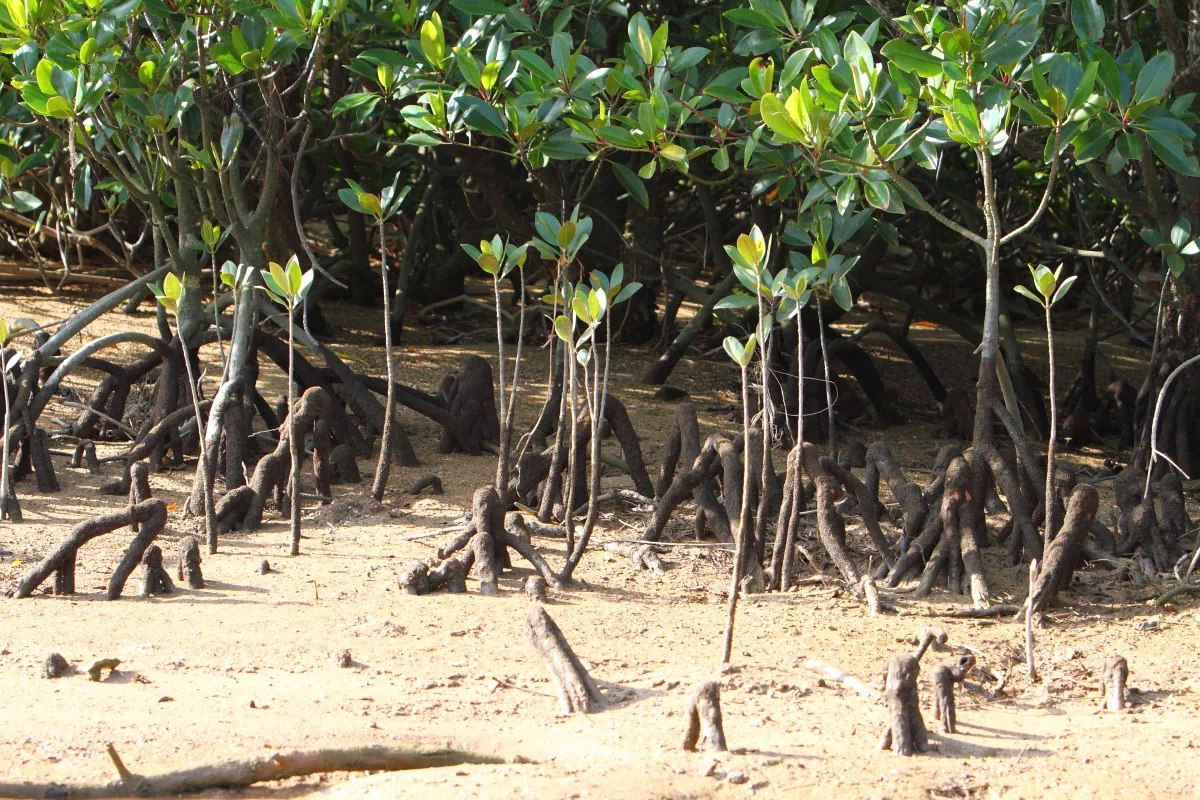 okinawa mangrove trees