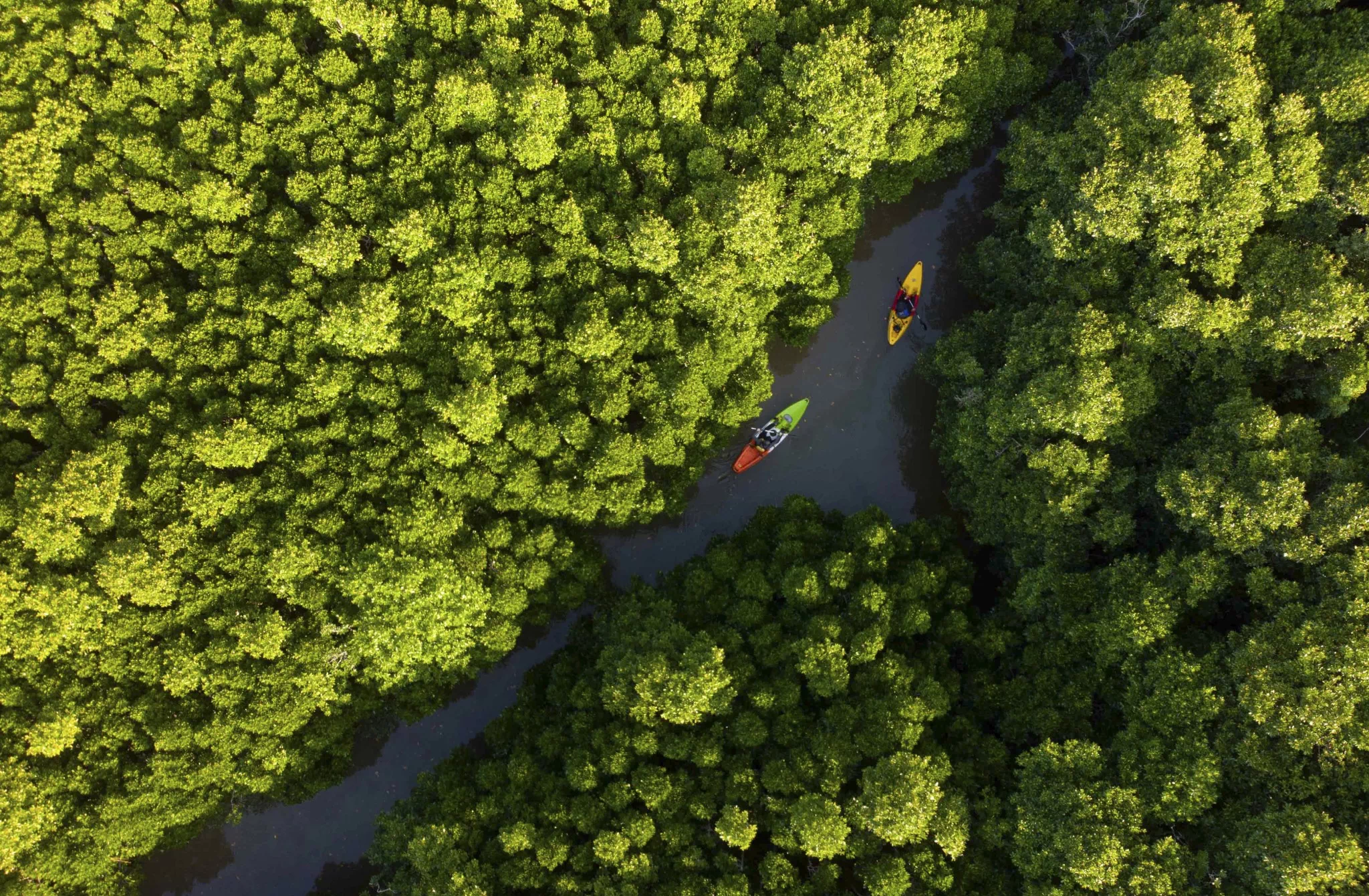 kayaking mangroves okinawa