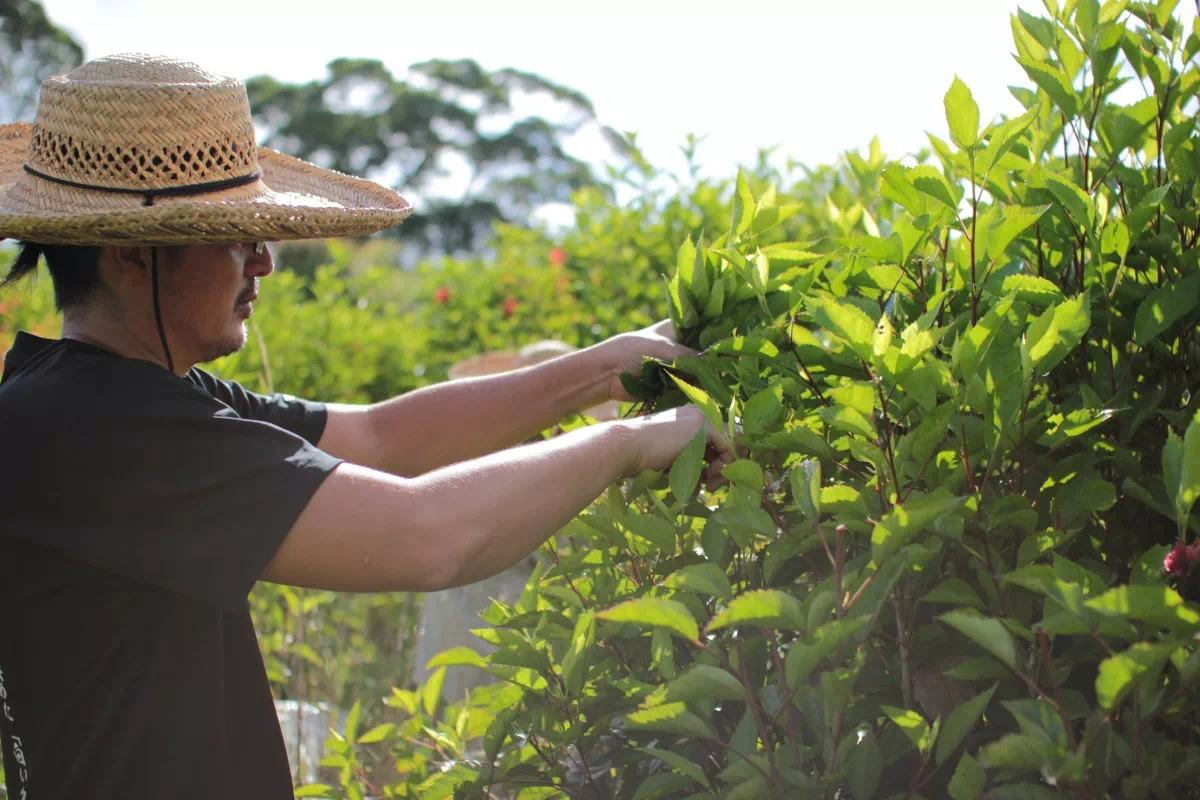 yumejin hibiscus harvest