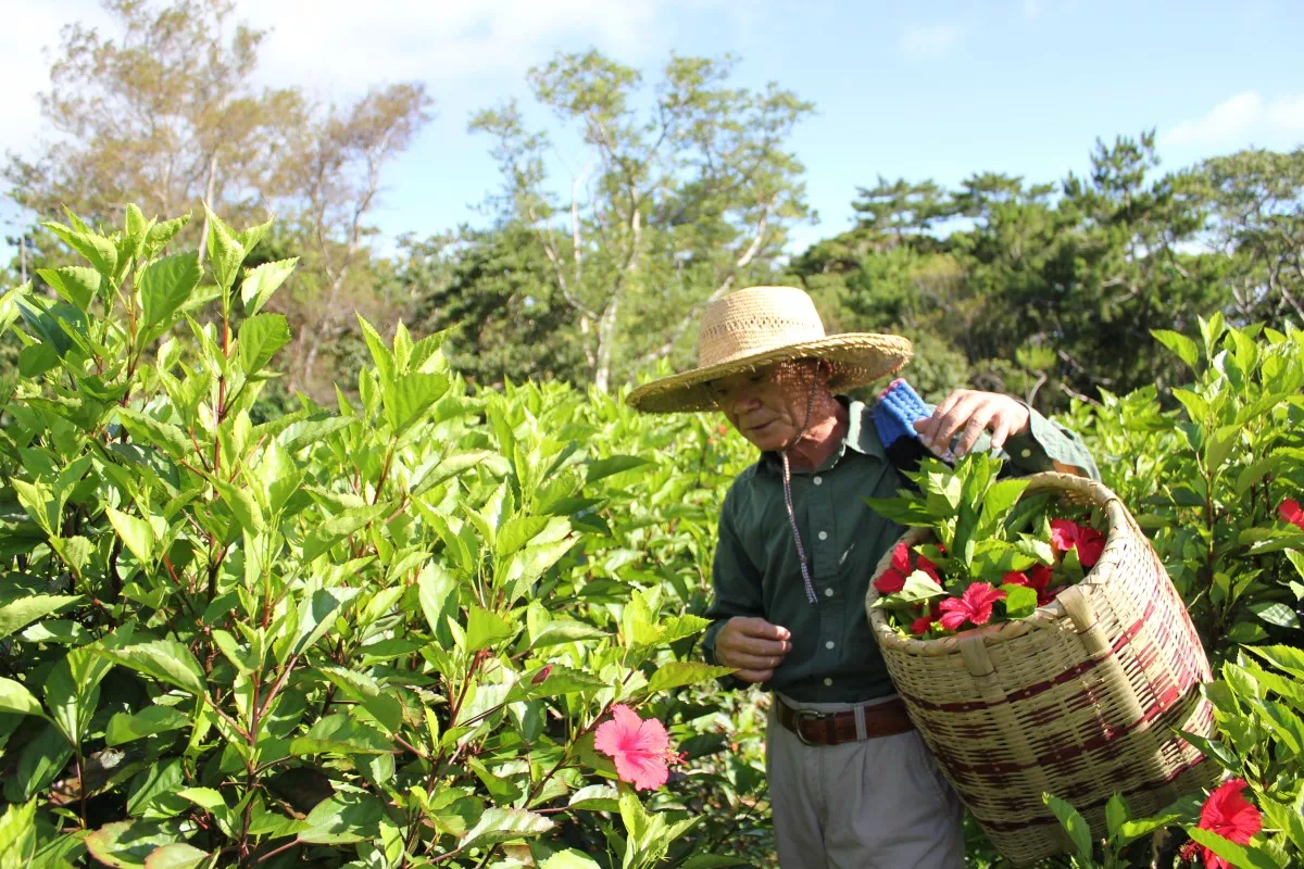 yumejin hibiscus harvest