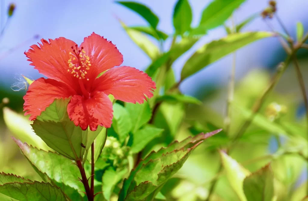 yumejin hibiscus