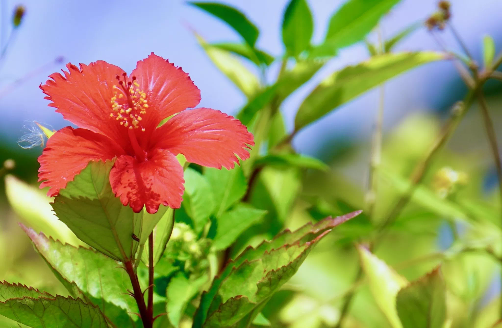 yumejin hibiscus