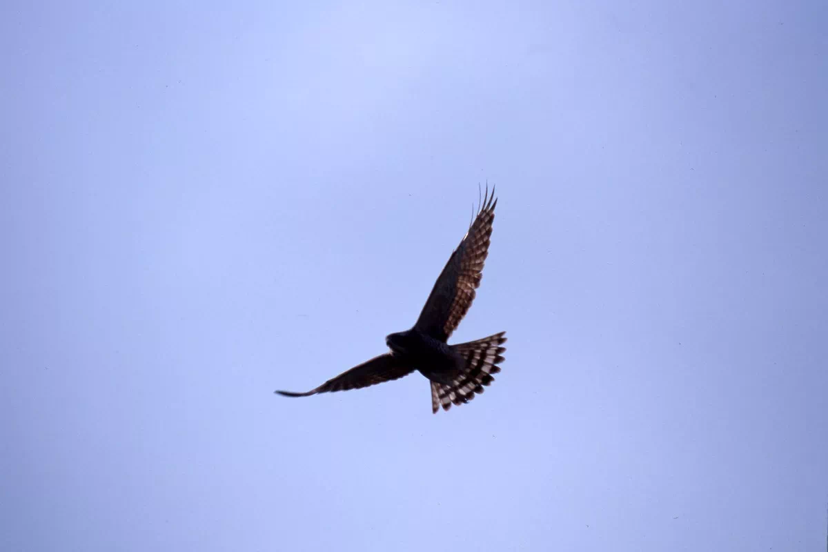 grey faced buzzard