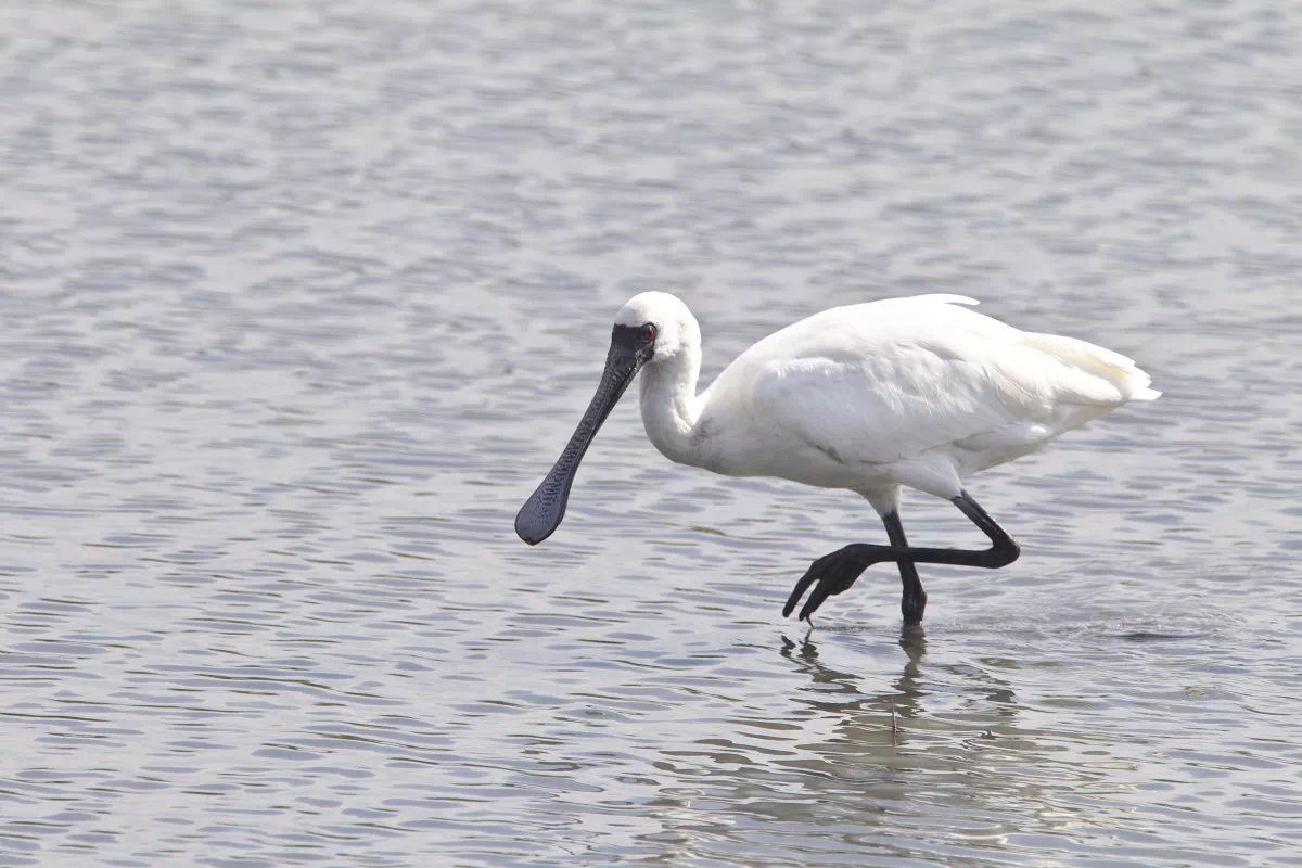 overwintering black faced spoonbills